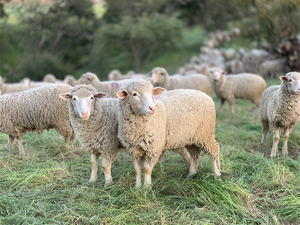 Élevage de moutons