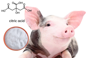 citric acid pig.jpg